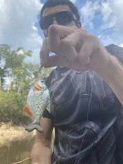 Serrasalmus maculatus