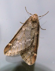 Alsophila aescularia