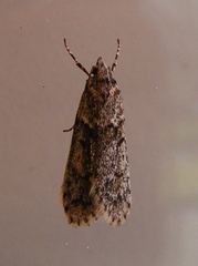Diurnea fagella