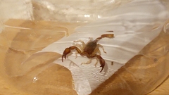 Euscorpius tergestinus