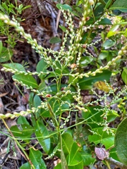 Polygonella polygama