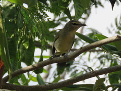 Vireo magister