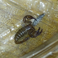 Euscorpius tergestinus