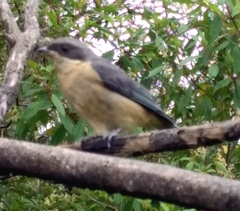 Pipraeidea melanonota