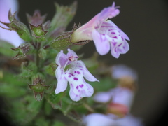Clinopodium