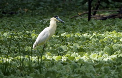 Pilherodius pileatus