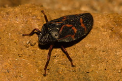 Deois flexuosa