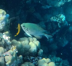 Amblyglyphidodon indicus