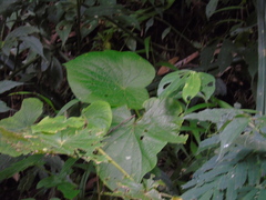 Piper umbellatum