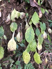 Conandron ramondioides