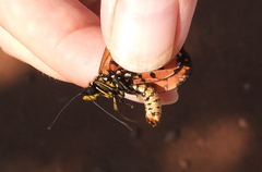 Acraea neobule