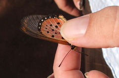 Acraea neobule