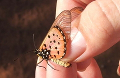 Acraea neobule