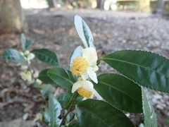 Camellia sinensis