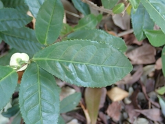 Camellia sinensis