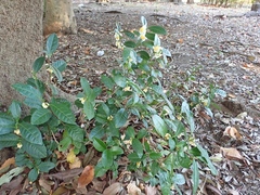 Camellia sinensis