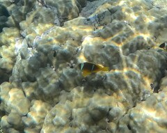Amphiprion bicinctus