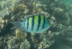 Abudefduf vaigiensis