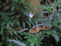 Eranthemum tetragonum