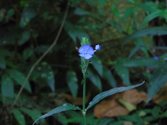 Eranthemum tetragonum