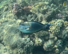 Acanthurus sohal