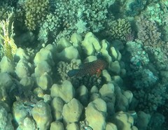 Cephalopholis miniata