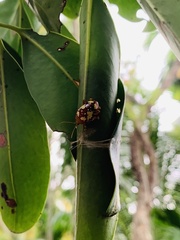 Podontia congregata