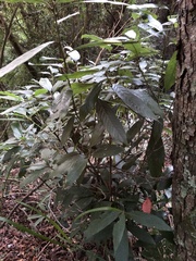 Lithocarpus amygdalifolius