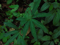 Sauromatum