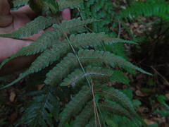 Diplazium polypodioides