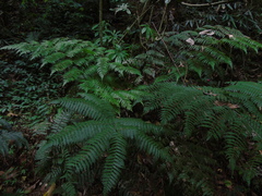 Diplazium polypodioides