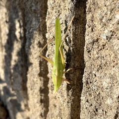 Euconocephalus varius