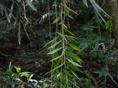 Bambusoideae