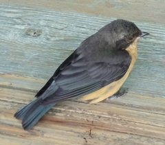 Pipraeidea melanonota