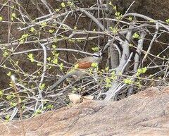 Tchagra australis