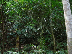 Bambusoideae