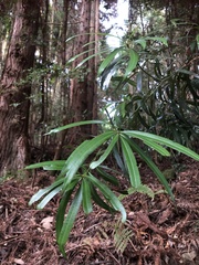 Podocarpus fasciculus