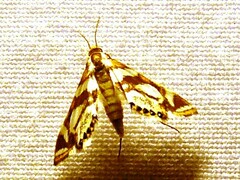 Chrysendeton medicinalis