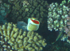 Chaetodon paucifasciatus