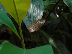 Tanaecia