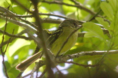 Phylloscartes ventralis