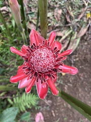 Etlingera elatior