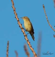 Phylloscopus collybita