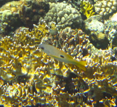 Lutjanus ehrenbergii