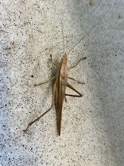 Euconocephalus varius