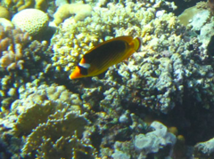 Chaetodon fasciatus
