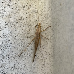 Euconocephalus varius