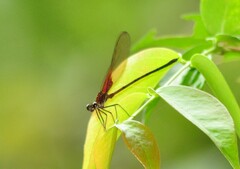 Odonata