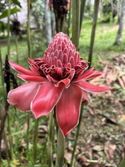 Etlingera elatior