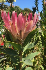 Protea compacta